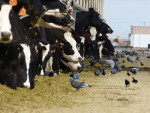 Vogels pikken een graantje mee